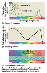 Absorption and action spectra of photosynthetic pigments