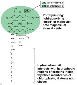 Structure of chlorophyll a and b