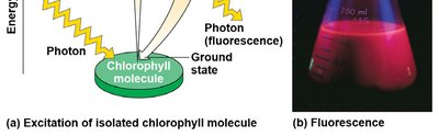 Fluorescence of chlorophyll solution