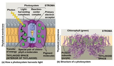 Structure and function of a photosystem