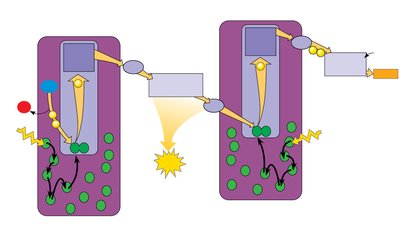 Linear electron flow in photosynthesis
