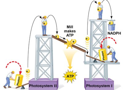 Mechanical analogy for energy changes in linear electron flow