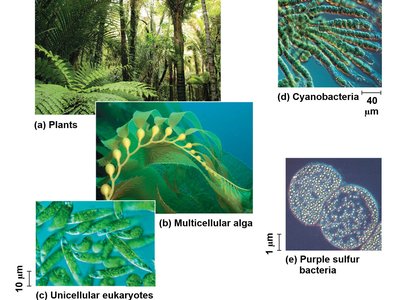 Examples of photosynthetic organisms: plants, algae, cyanobacteria, purple sulfur bacteria