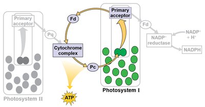 Cyclic electron flow in photosynthesis