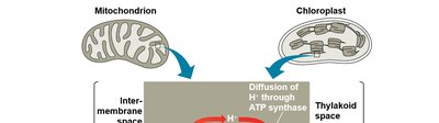 Chemiosmosis in mitochondria and chloroplasts