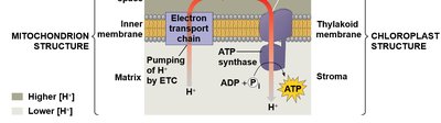 Chemiosmotic generation of ATP in chloroplasts
