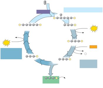 Detailed steps of the Calvin cycle
