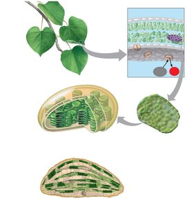 Diagram of chloroplast structure and leaf cross-section