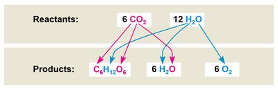 Tracking atoms through photosynthesis equation