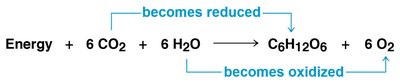 Photosynthesis as a redox process
