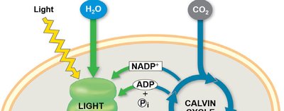Overview of light reactions and Calvin cycle