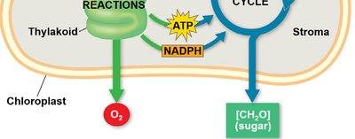 Overview of light reactions and Calvin cycle (continued)