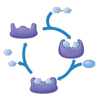 Cycle of enzyme activity