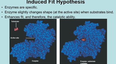 Induced fit hypothesis
