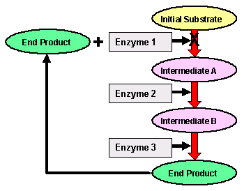 Feedback inhibition in metabolic pathways