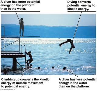 Diver example of kinetic and potential energy