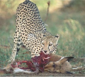 Cheetah example of energy transformation