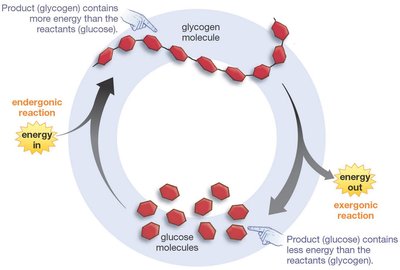 Coupling of exergonic and endergonic reactions