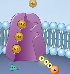 ATP powers transport work