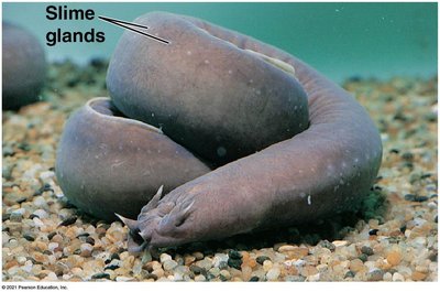 Hagfish with labeled slime glands
