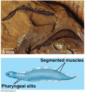 Haikouella fossil and reconstruction