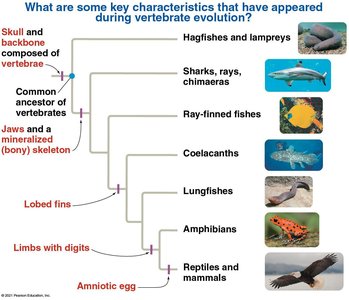 Key characteristics in vertebrate evolution
