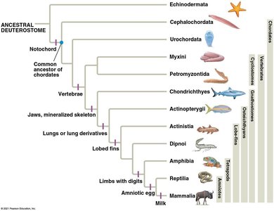 Chordate phylogeny showing major groups and evolutionary traits