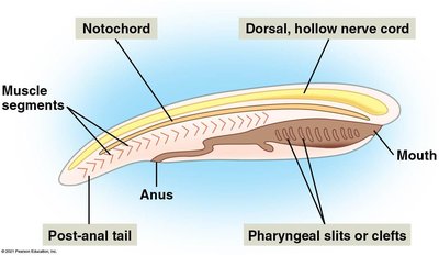 Diagram of a generalized chordate body plan