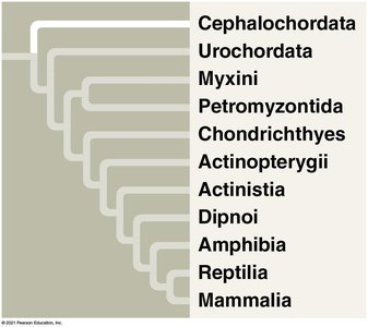 Phylogenetic tree of major vertebrate groups
