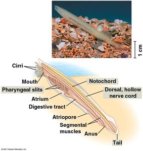 Lancelet anatomy and external appearance