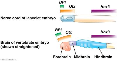 Comparison of Hox gene expression in lancelet and vertebrate embryos