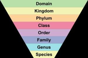 Taxonomic hierarchy: Domain, Kingdom, Phylum, Class, Order, Family, Genus, Species