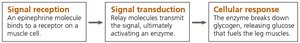 Three stages of cell signaling: signal reception, signal transduction, cellular response