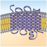 Ribbon model of a GPCR in the plasma membrane