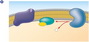 Step 4 in GPCR action