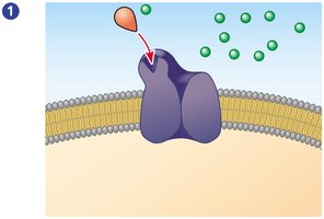 Step 1 in ion channel receptor action