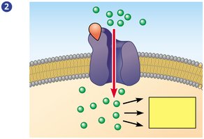 Step 2 in ion channel receptor action