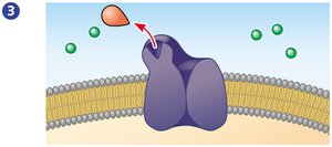 Step 3 in ion channel receptor action