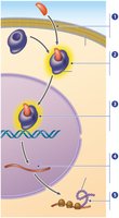 Steroid hormone signaling pathway