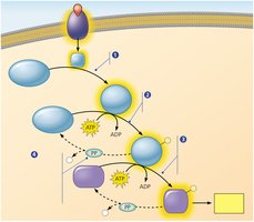 Phosphorylation cascade in signal transduction