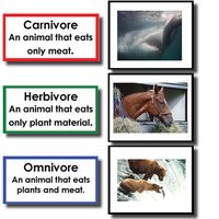 Definitions and examples of carnivore, herbivore, and omnivore