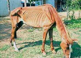 Undernourished horse
