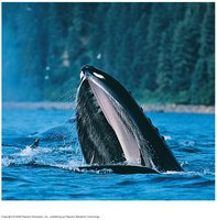 Humpback whale as a suspension feeder