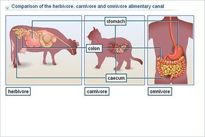 Comparison of the herbivore, carnivore, and omnivore alimentary canal