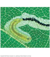 Leaf miner caterpillar as a substrate feeder