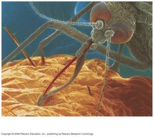 Mosquito as a fluid feeder