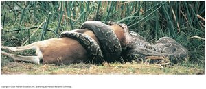 Rock python as a bulk feeder