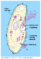 Intracellular digestion in a protist