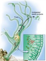 Extracellular digestion in a hydra