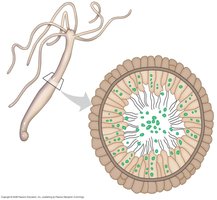Gastrovascular cavity structure